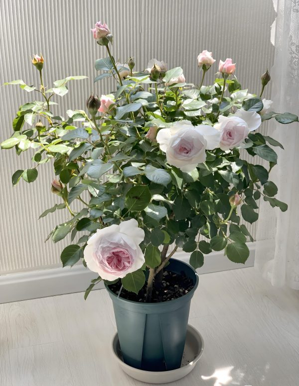 herzogin christiana rose for sale丨Your roses