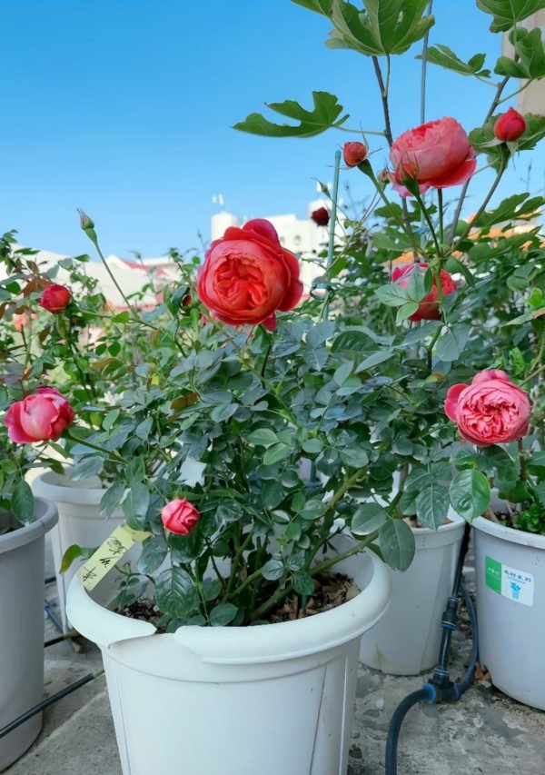 Cinnabar Bowl Rose for sale-Your Roses