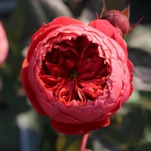 Cinnabar Bowl Rose-Your Roses
