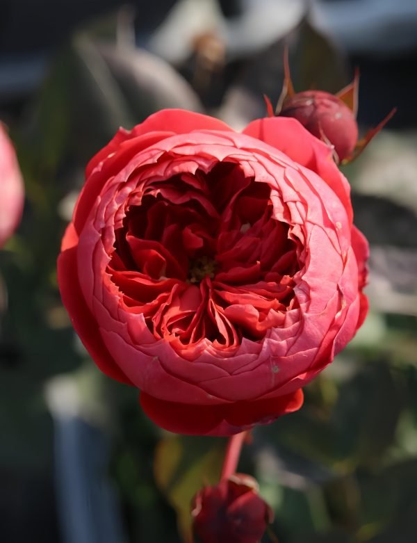 Cinnabar Bowl Rose-Your Roses