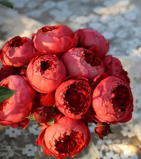 zhushawan Rose-Your Roses