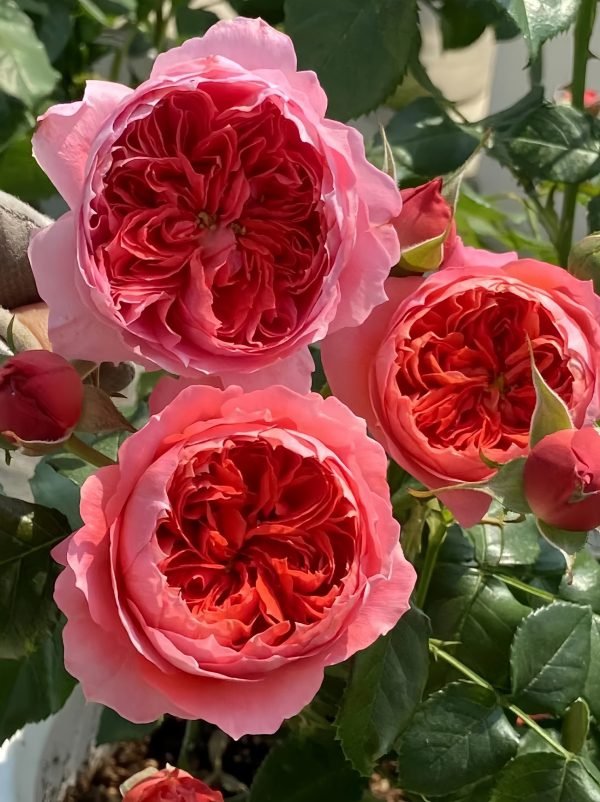 Cinnabar Bowl Rose Plant-Your Roses