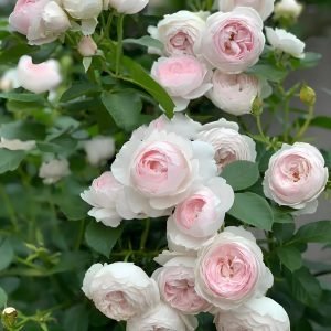 Earth Angel Rose丨Your roses
