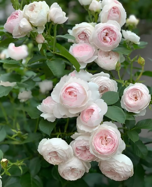 Earth Angel Rose丨Your roses