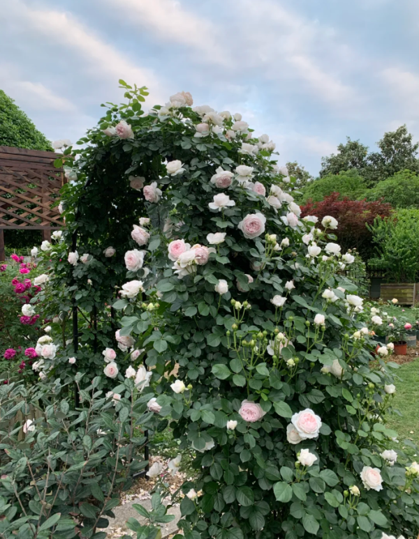 Earth Angel Rose Plant丨Your roses