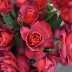 Hot Cocoa Rose Hot Chocolate Rose