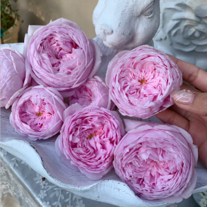 spirit of freedom rose for sale丨Your roses