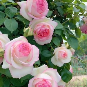 Eden Climber Rose丨Your roses
