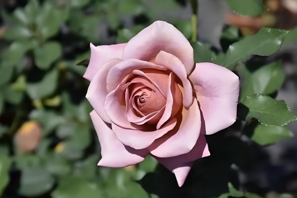rosa koko loko丨Your roses