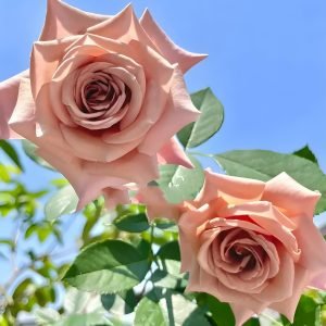 Koko Loko Rose 丨Your roses