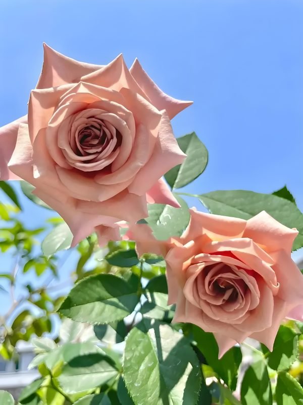 Koko Loko Rose 丨Your roses