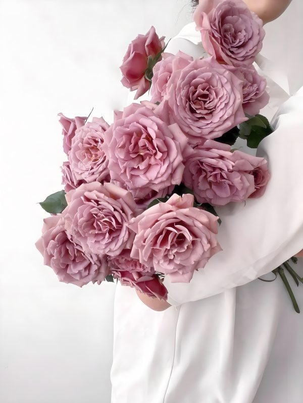 Koko Loko Rose Plant丨Your roses