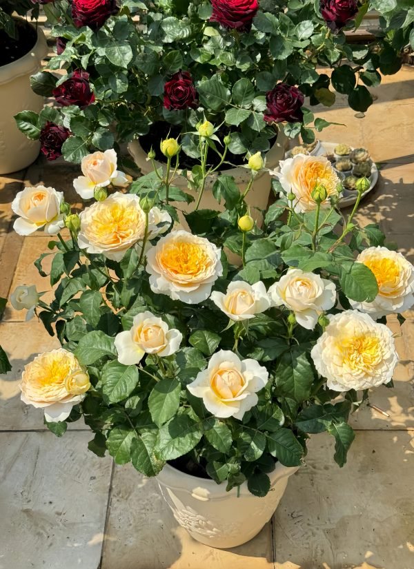 Effie Rose-Your Rose