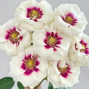 Brideside Rose-your roses