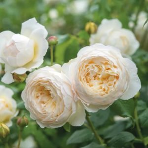 Claire Austin rose features