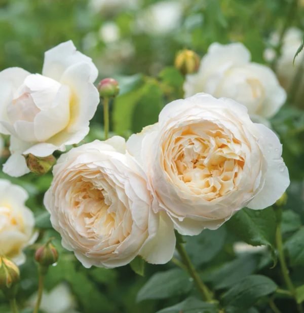 Claire Austin rose features