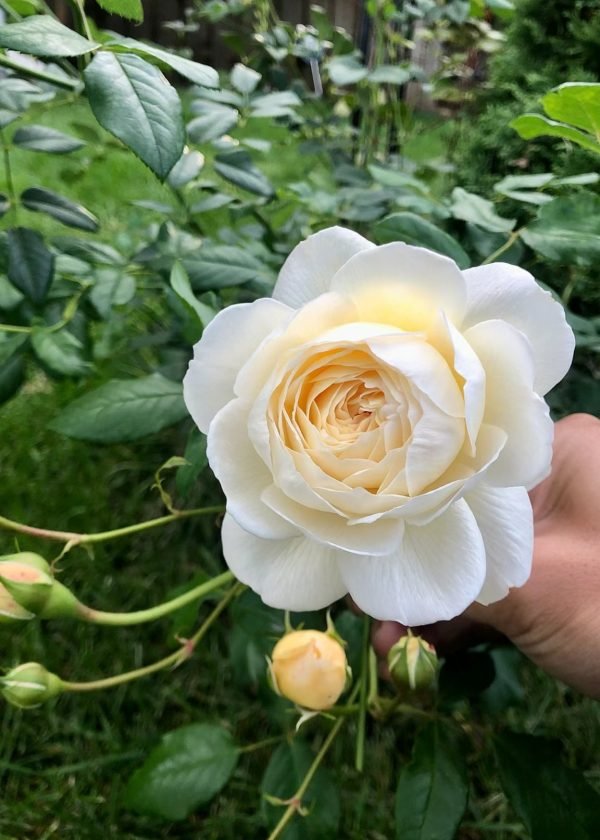 Best Claire Austin rose varieties