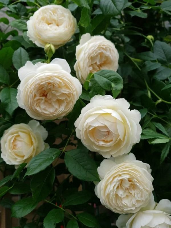 White Claire Austin rose