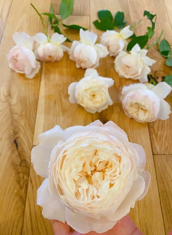 Claire Austin Rose - Image 4