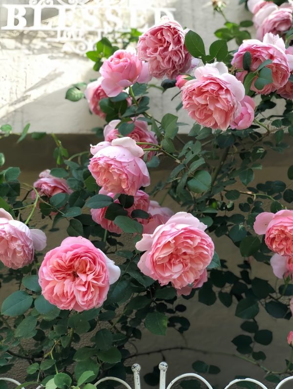 Dames de Chenonceau Rose - Image 3