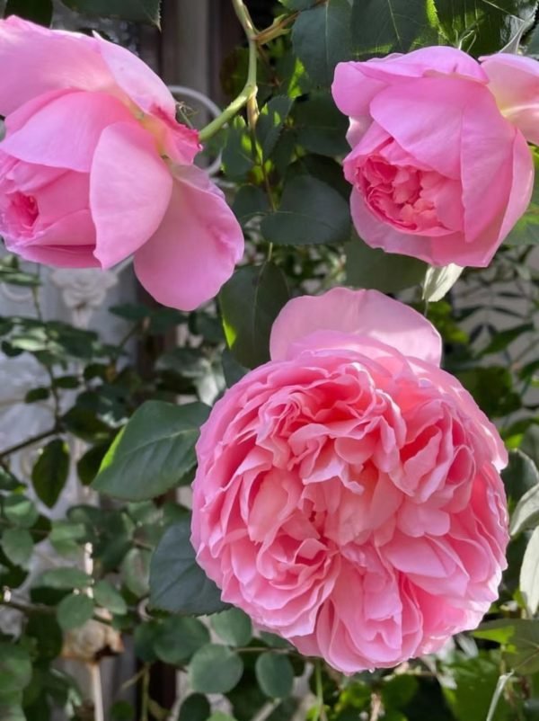 Dames de Chenonceau Rose - Image 2