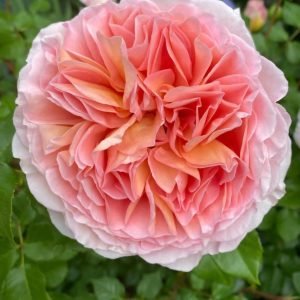 Dames de Chenonceau Rose.Salmon-pink beauty
