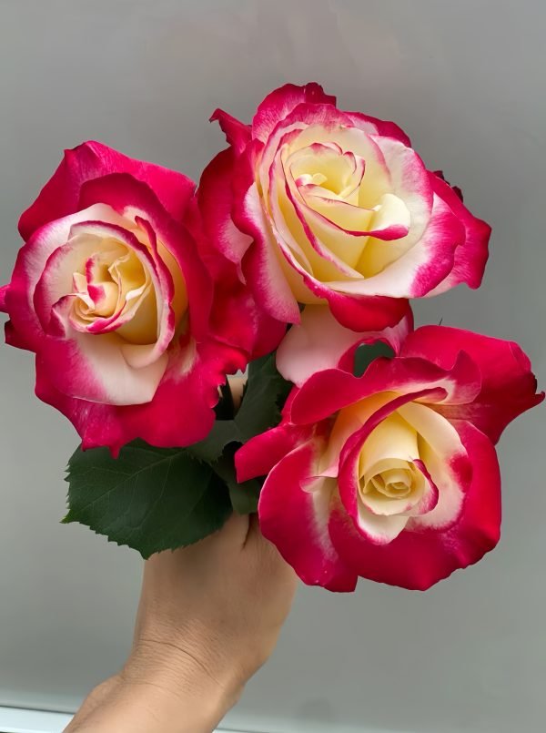 Double Delight Rose - Image 3