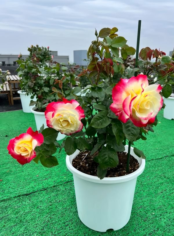 Double Delight Rose - Image 4