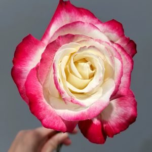 Double Delight Rose