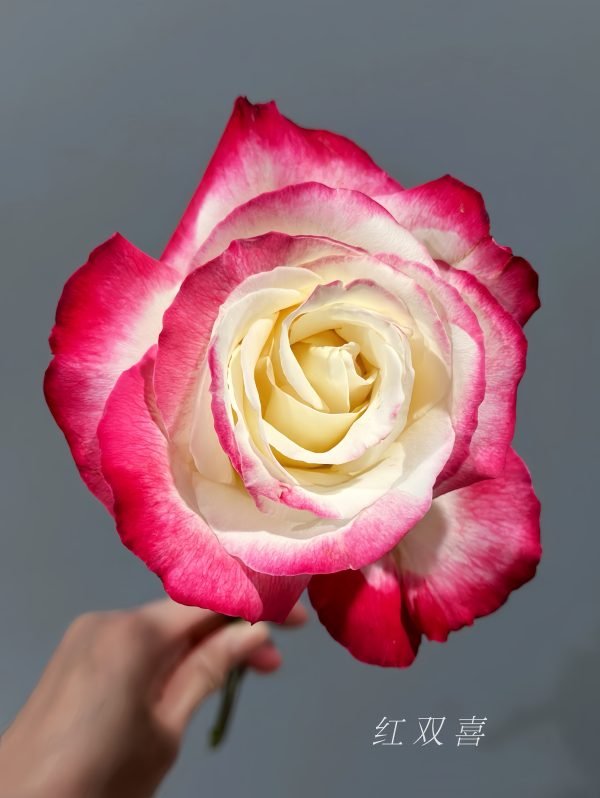 Double Delight Rose