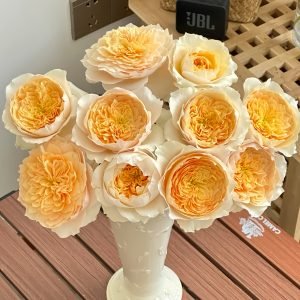 Effie Rose-Your Rose