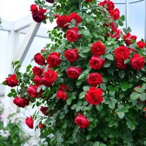 Florentina Rose-Your Rosee