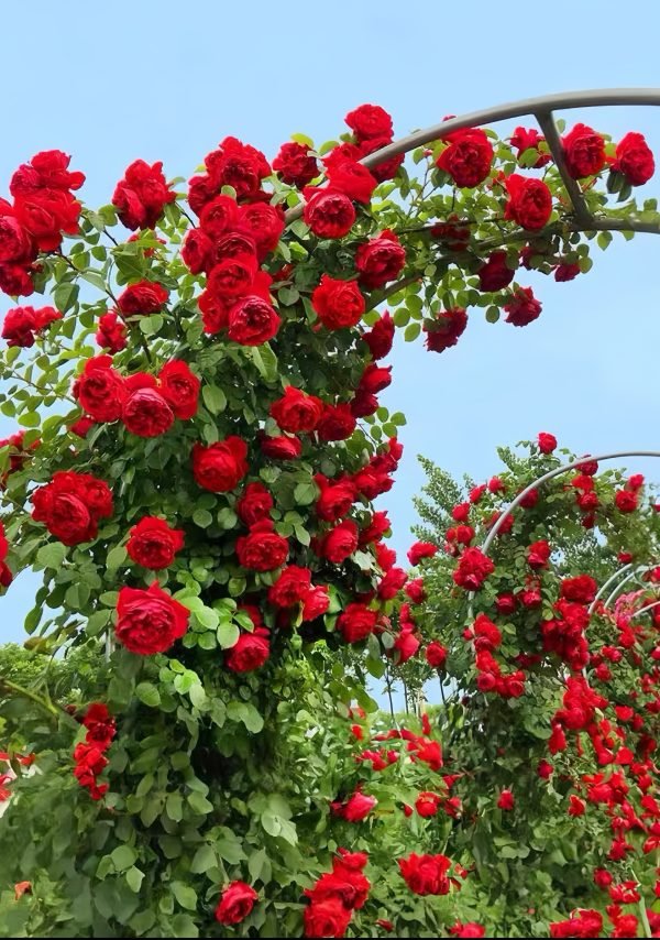 Florentina Rose-Your Rosee