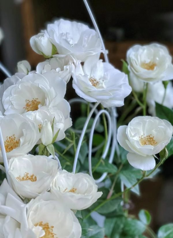 Iceberg Climbing Rose - Image 3