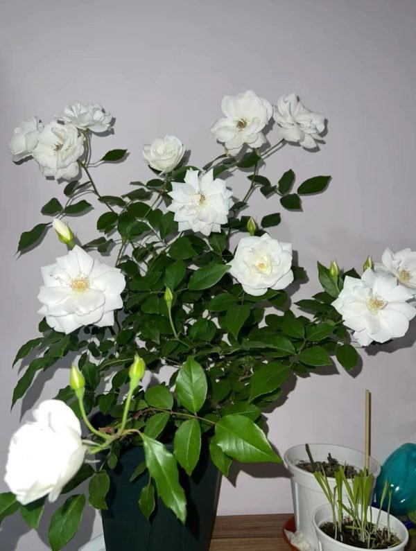 Iceberg Climbing Rose - Image 4