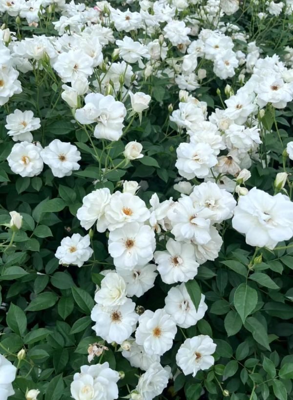 Iceberg Climbing Rose