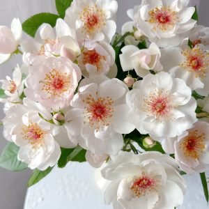 Jacqueline du Pré Rose-Your Roses