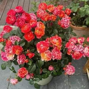 Juice Splash Roses丨Your roses