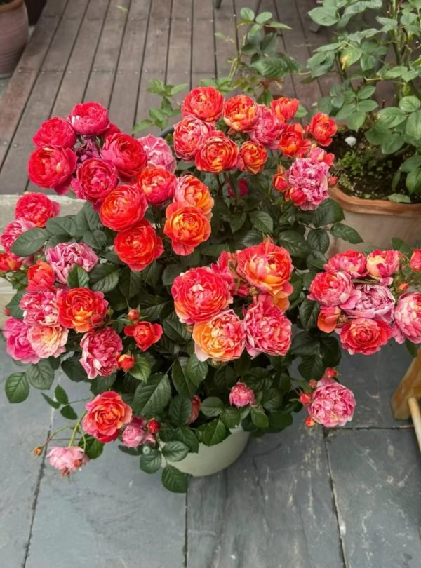 Juice Splash Roses丨Your roses