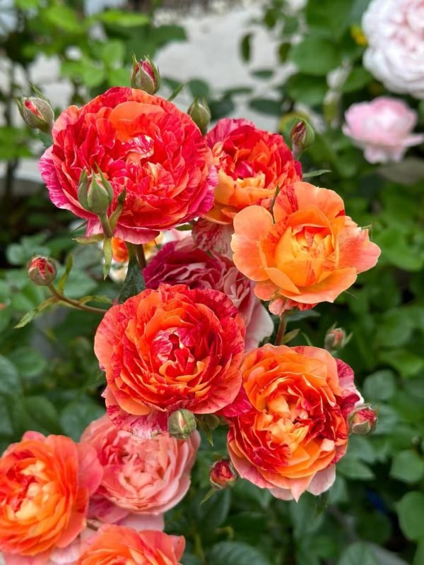 Juice Splash Rose丨Your roses