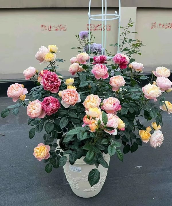 Juice Splash Rose Plant丨Your roses