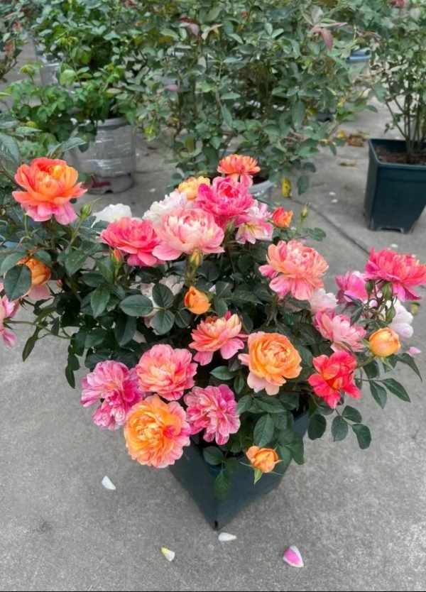 Juice Splash Rose for sale丨Your roses