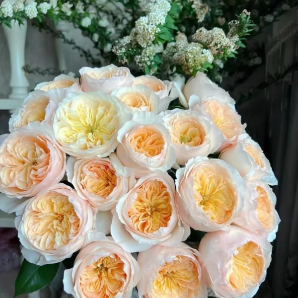 juliet rose Plant丨Your roses