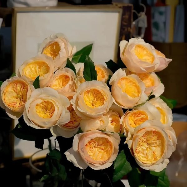 david austin juliet rose丨Your roses