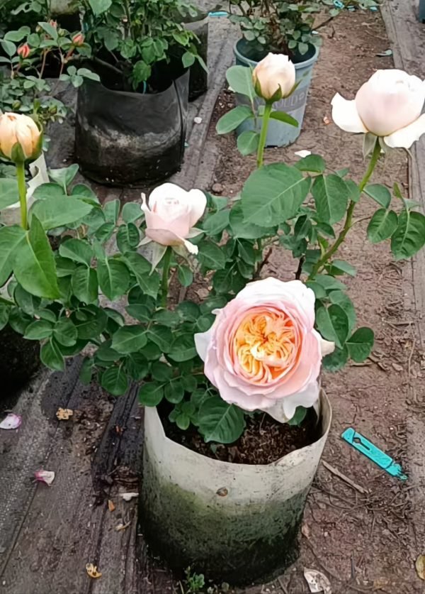 juliet rose Bush丨Your roses