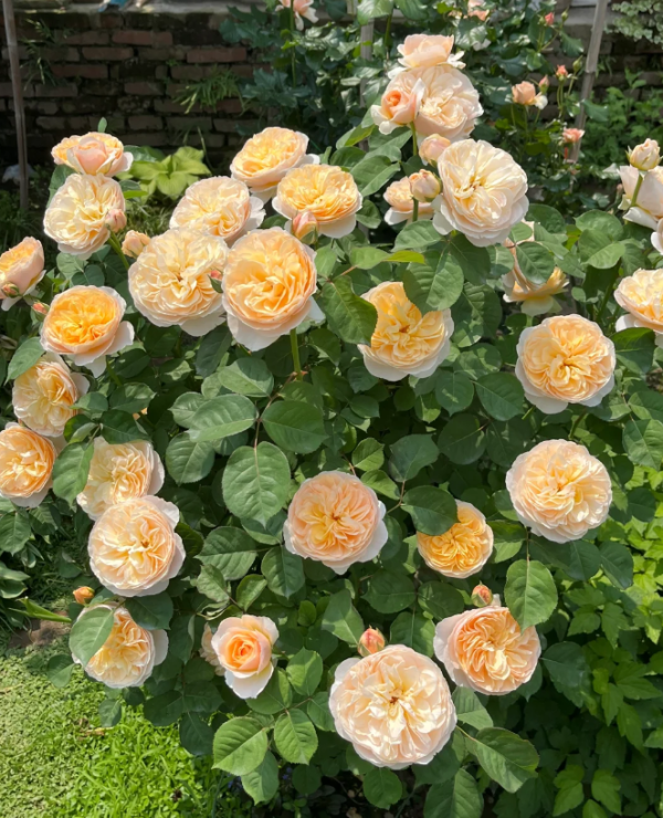 juliet rose for sale丨Your roses