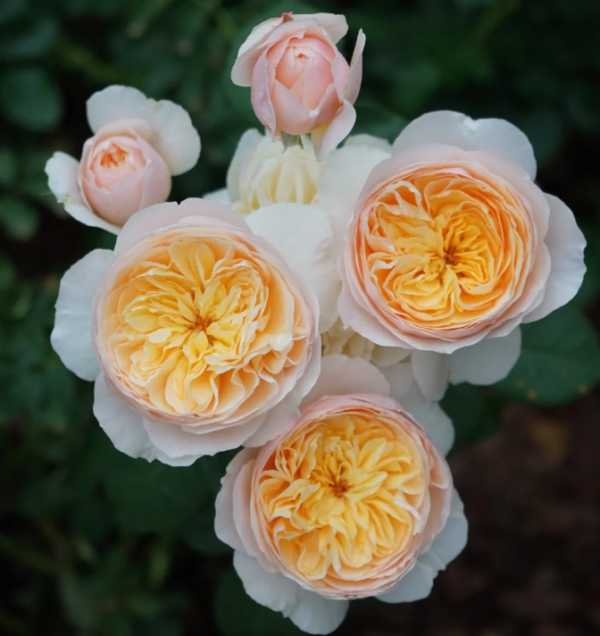juliet rose丨Your roses