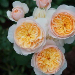 juliet rose丨Your roses