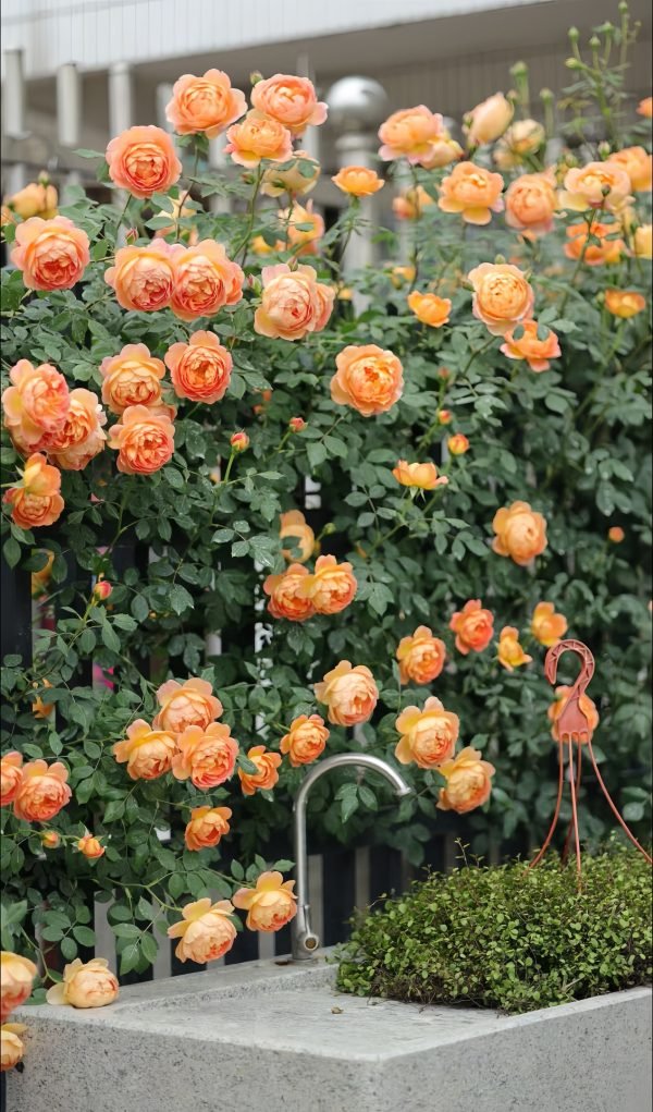 Lady of Shalott Rose-Your Roses