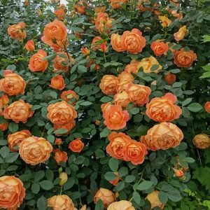 Lady of Shalott Rose-Your Roses